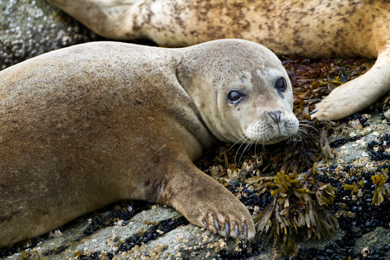 Harbor Seal